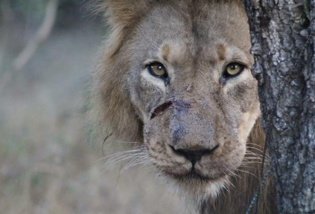 Lionsview Private Lodge - 6 Lions Marloth Park Εξωτερικό φωτογραφία