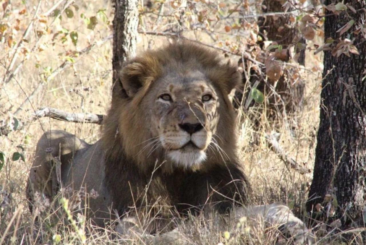 Lionsview Private Lodge - 6 Lions Marloth Park Εξωτερικό φωτογραφία
